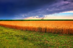 kansas_summer_wheat_and_storm_panorama